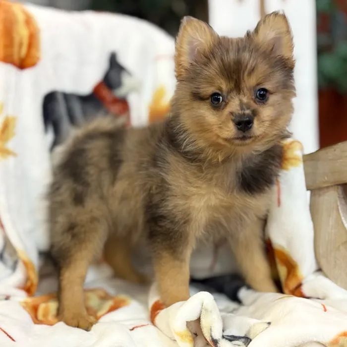 Female Pomeranian puppy named Hera for sale at Petland North Kansas.