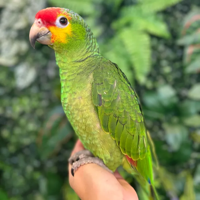 Male Red Lored Amazon bird named Ruben for sale at Petland Blue Springs.