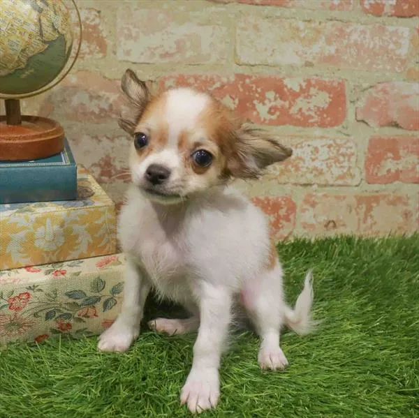 Male Chihuahua puppy named Jack for sale at Petland North Kansas.