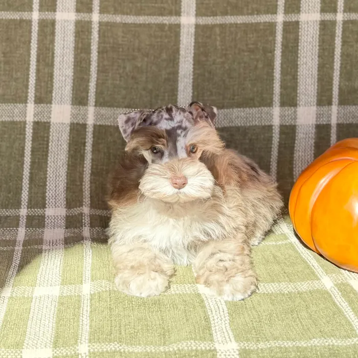 Female Mini Schnauzer puppy named Pumpkin for sale at Petland Blue Springs.