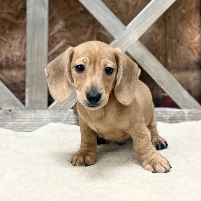 Male Dachshund puppy named Thor for sale at Petland Blue Springs.