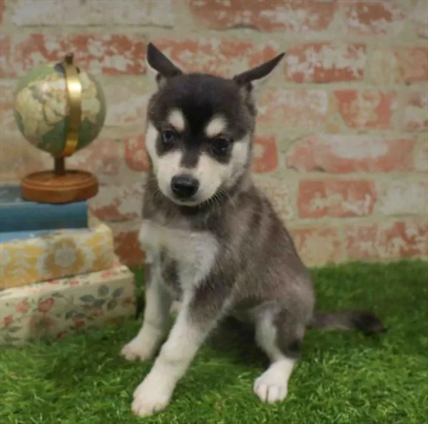Female Alaskan Klee Kai puppy named Twilight for sale at Petland North Kansas.