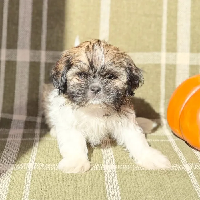 Male Shih Tzu puppy named Boo for sale at Petland Blue Springs.