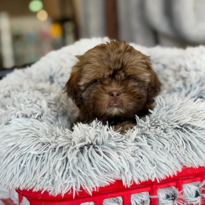 Male Shih Tzu puppy named Chewbacca for sale at Petland Blue Springs.