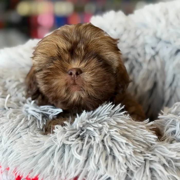 Male Shih Tzu puppy named Chewbacca for sale at Petland Blue Springs.