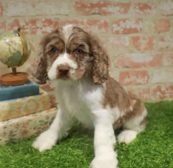 Male Cocker Spaniel puppy named Chucky for sale at Petland Blue Springs.