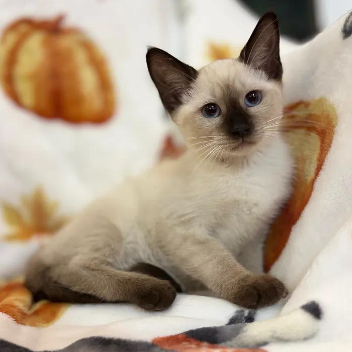 Female Siamese kitten named Serafina for sale at Petland North Kansas.