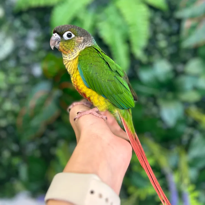Male Green Cheek Conure bird named Harry for sale at Petland Blue Springs.