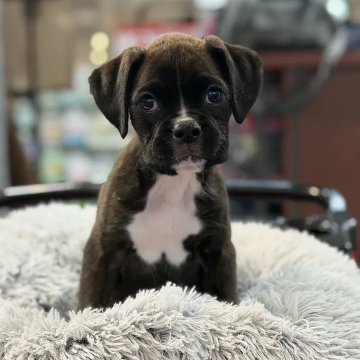 Female Boxer puppy named Salem for sale at Petland North Kansas.