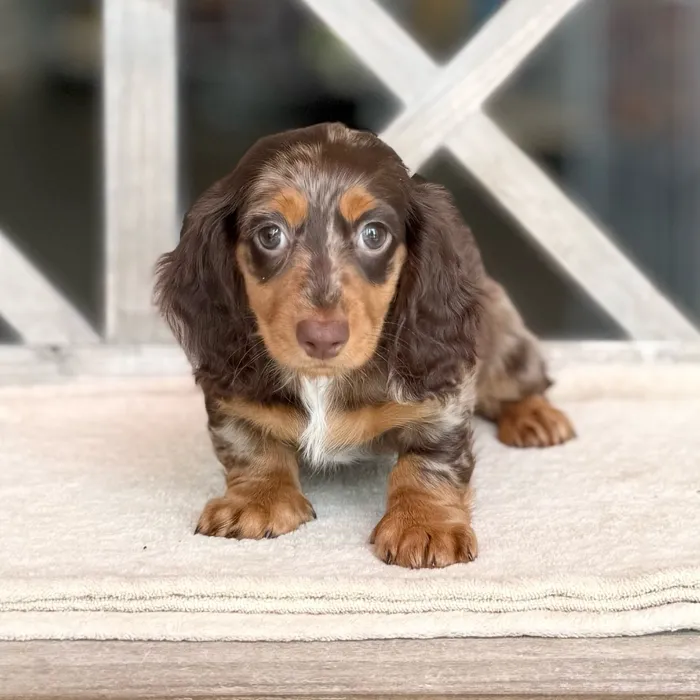 Male Dachshund puppy named Dally for sale at Petland North Kansas.