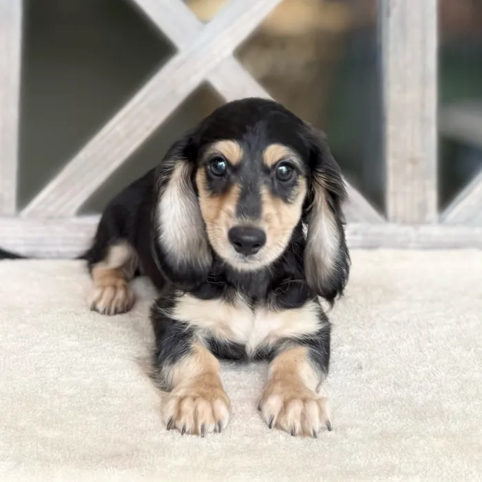 Male Dachshund puppy named Jax for sale at Petland Blue Springs.