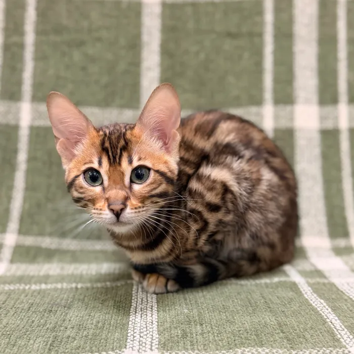 Female Bengal kitten for sale at Petland Blue Springs.