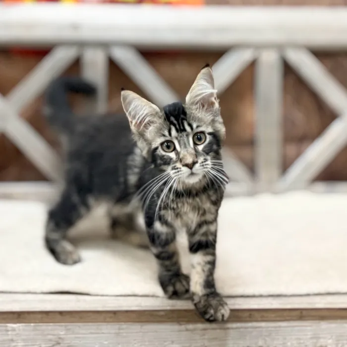 Female Maine Coon kitten named Freya for sale at Petland Blue Springs.