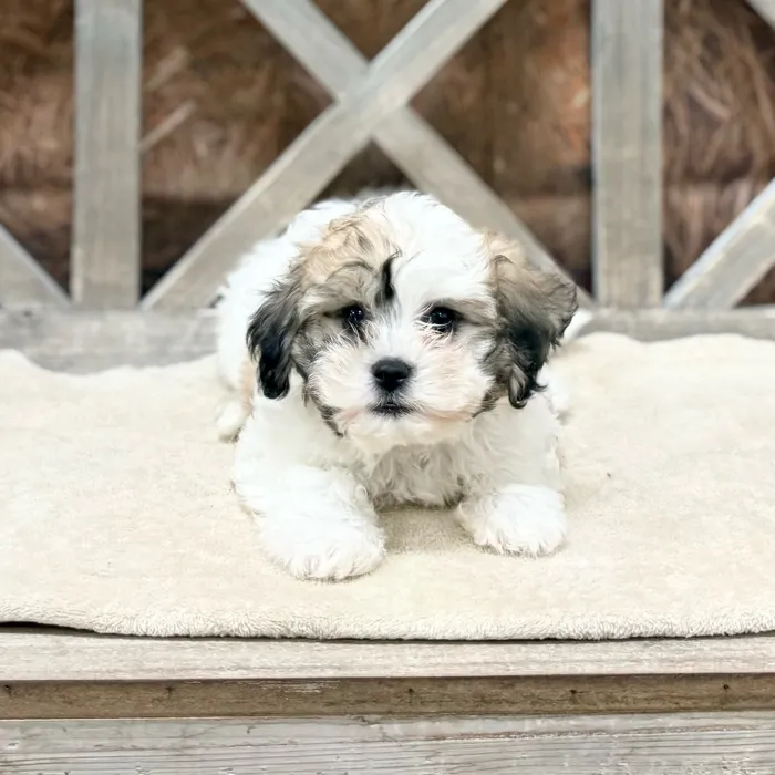 Male Teddy Bear puppy named Parker for sale at Petland Blue Springs.