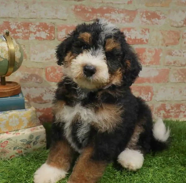 Male Mini Bernedoodle 2Nd Gen puppy named Spooky for sale at Petland North Kansas.