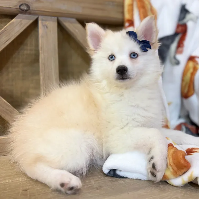 Female Pomsky puppy named Celeste for sale at Petland North Kansas.