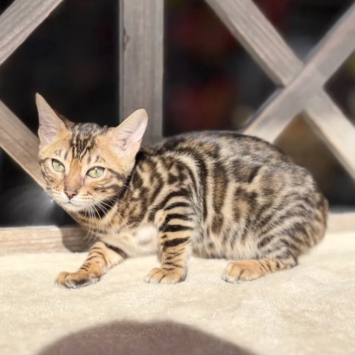Female Bengal kitten named Bagel for sale at Petland North Kansas.