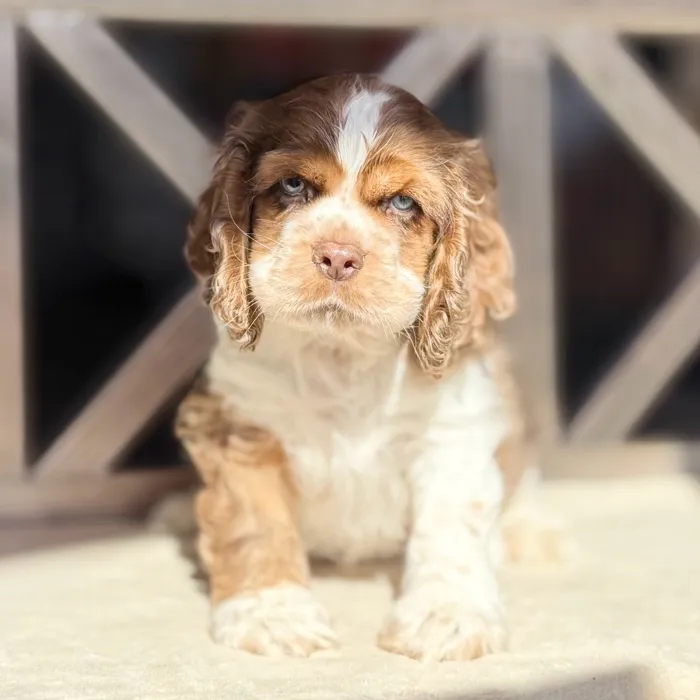 Male Cocker Spaniel puppy named Oakley for sale at Petland North Kansas.