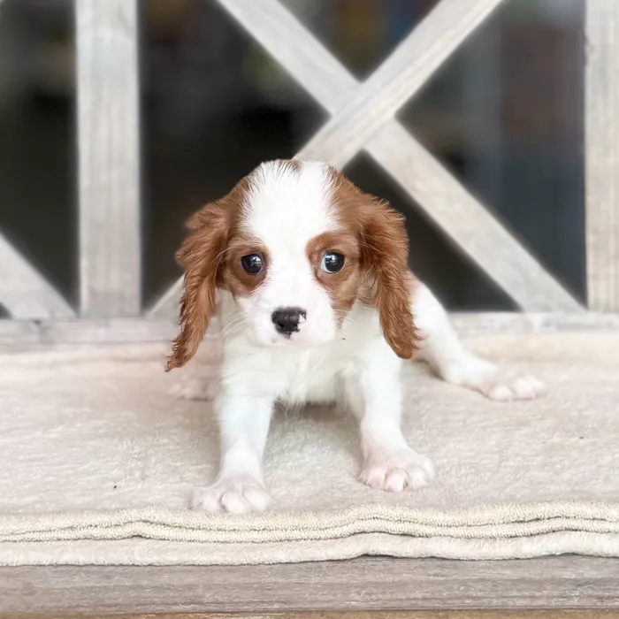 Female Cavalier King Charles Spaniel puppy named Willow for sale at Petland Blue Springs.